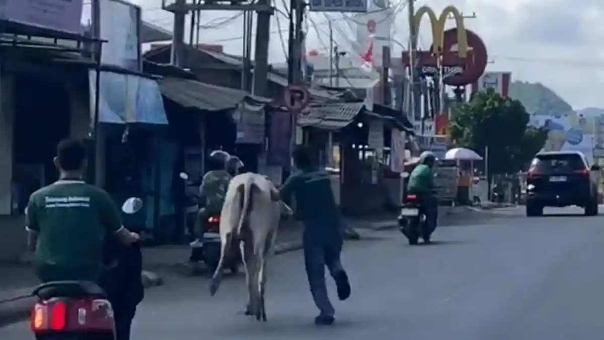 2 Ekor Sapi Kurban Lepas ke Jalan Protokol Bandar Lampung hingga Depan ...
