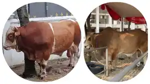 sapi-kurban-prabowo-di-Masjid-Al-Ichrom-Kalideres-vs-kurban-gibran-di-istiqlal.jpg