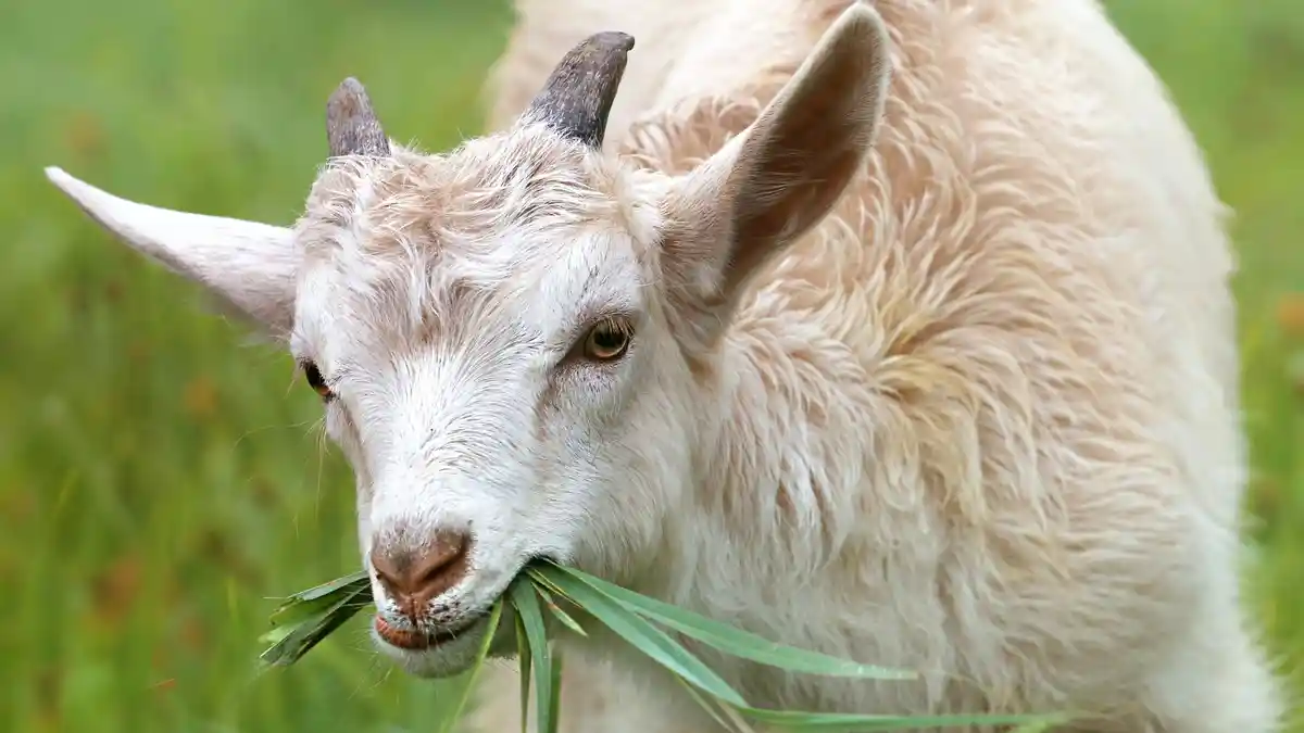 Cara Hilangkan Bau Prengus Daging Kambing: Pakai Rempah & Nanas, Memasak Daging Kurban Idul Adha