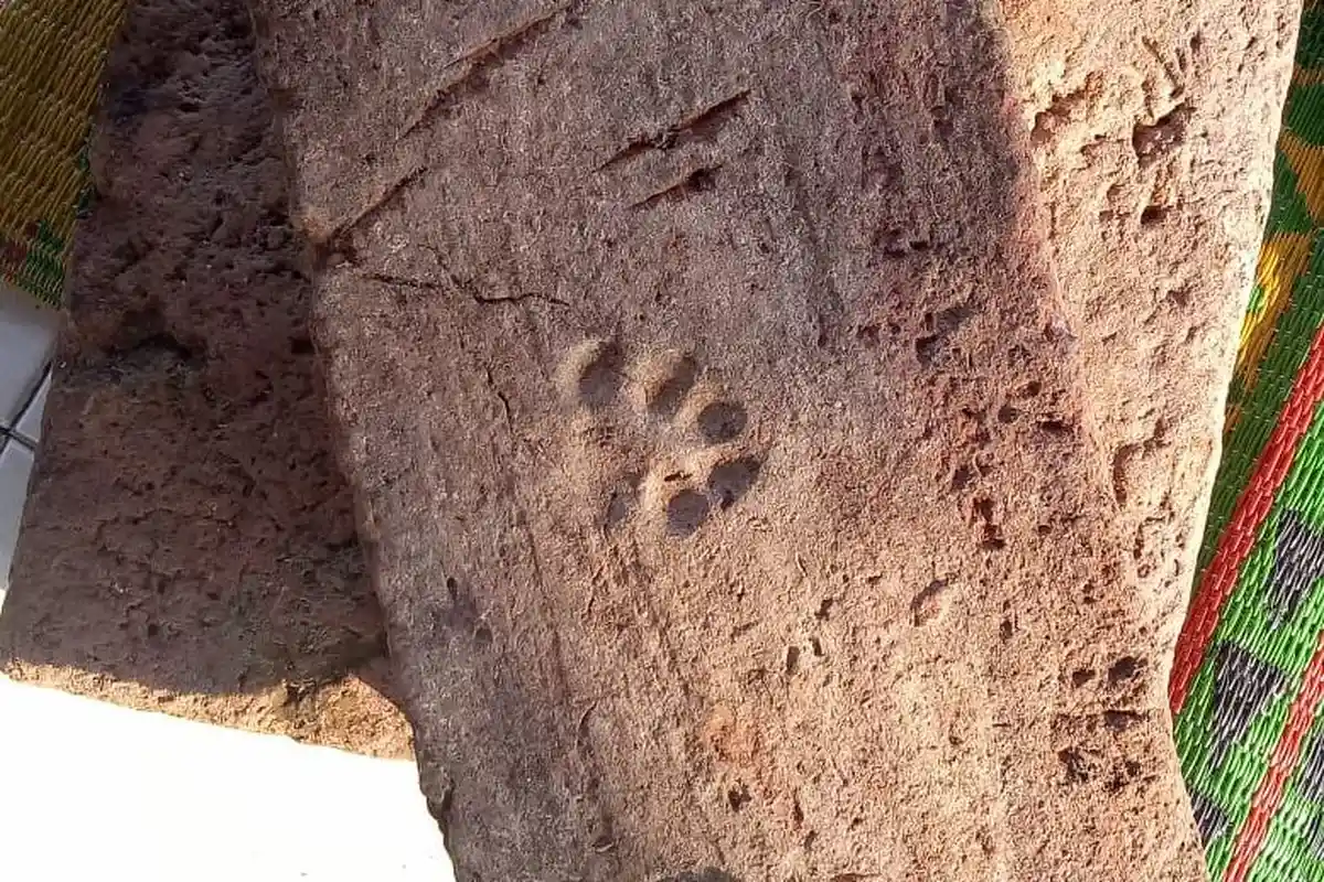 ADA Bukti Sejarah Candi di Indramayu Berupa Batu Bata Kuno Tapak Kaki Anjing, Ternyata Ini Artinya