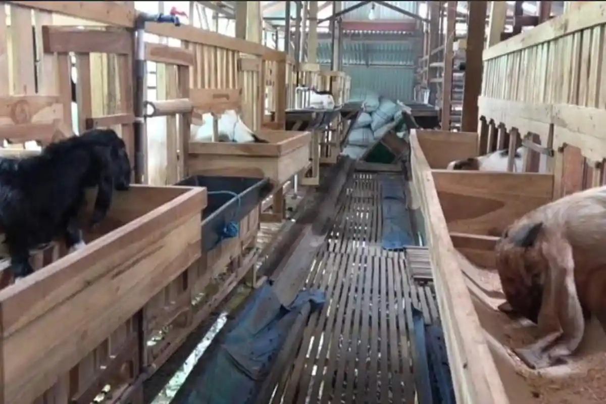 KDMP Tambakploso Lamongan Kembangkan Inovasi Berdayakan Peternak Kambing