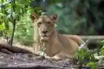 Singa Betina di Ragunan