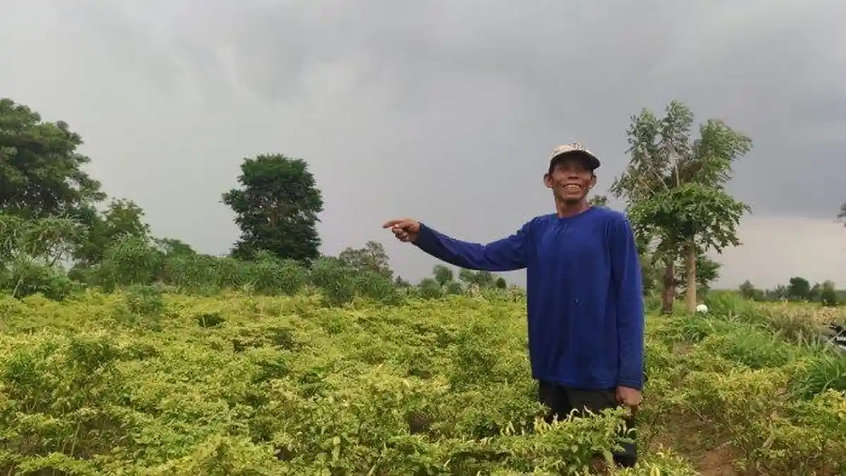 Pengejar Layangan Putus Pergoki 2 Pencuri Cabai Beraksi di Probolinggo, Satu Orang Ditangkap