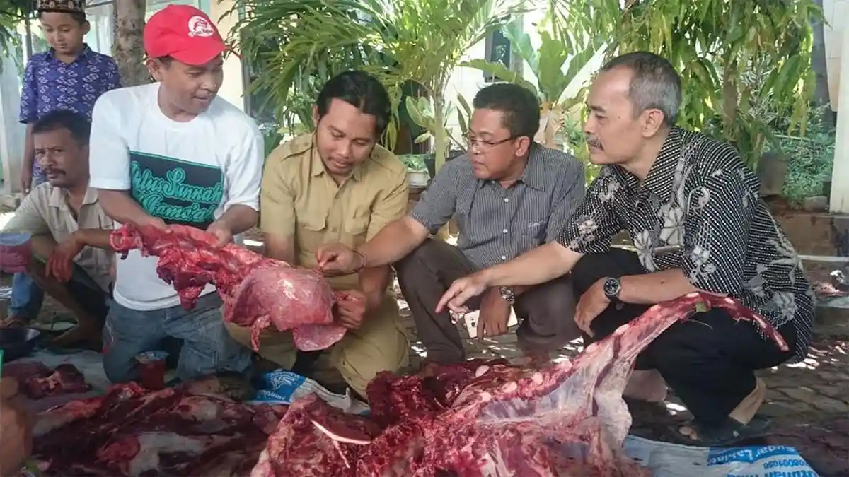 Petugas Dispertanpangan Kudus Temukan Cacing Hati di Kerbau Kurban