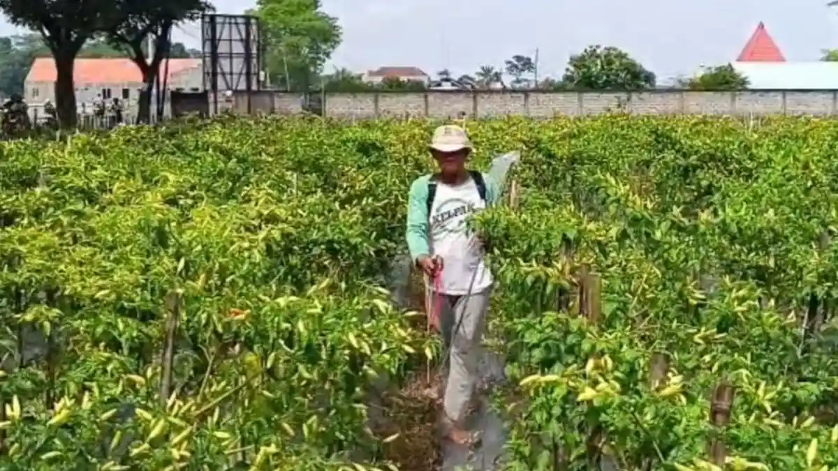 Musim Panen Raya, Harga Cabai Rawit di Petani Blitar Anjlok Rp 15.000 per Kilogram