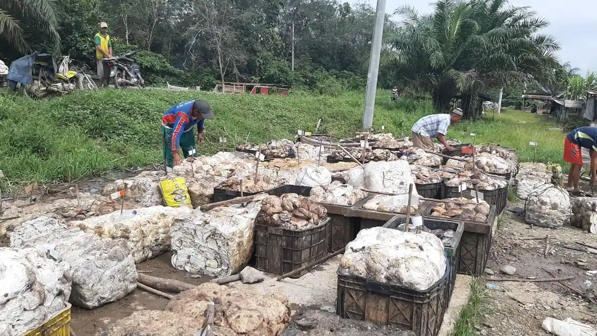 Daftar Harga Karet di Bungo, Ini Penyebab Petani Karet di Bungo Lesu dan Minta 'Vitamin'