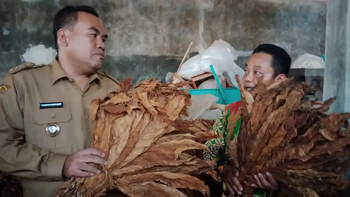 Tembakau Blora Diminati Investor Cerutu, Bupati Gerak Cepat Kondisikan Gapoktan