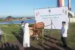 gubernur-jabar-ridwan-kamil-dan-atalia-praratya-berikan-sapi-kurban.jpg