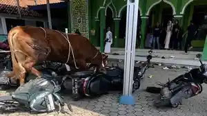 Sapi-kurban-saat-mengamuk-hingga-seruduk-motor.jpg
