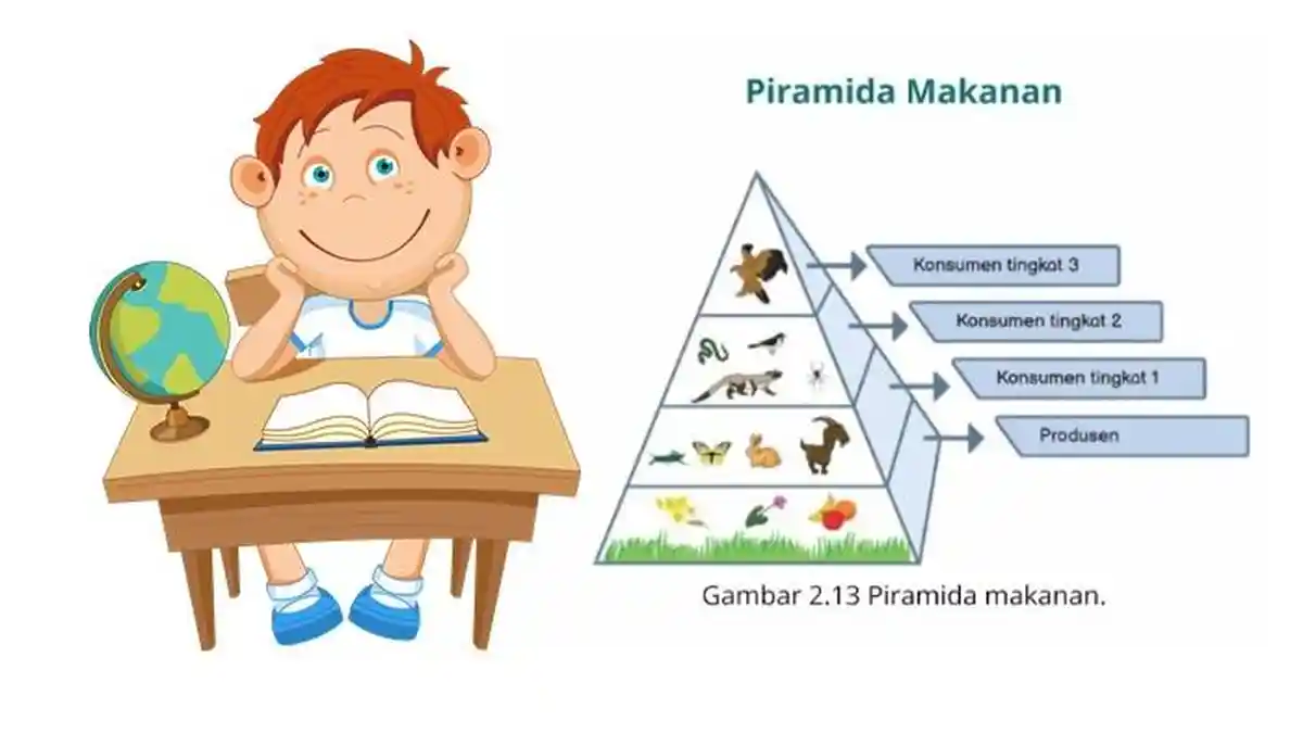 Rangkuman Materi IPAS Kelas 5 SD Bab 2 Harmoni dalam Ekosistem Halaman 56-61, Piramida Makanan