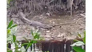 penampakan_buaya_di_Sungai_Dumai_di_kawasan_Kelurahan_Rimba_Sekampung.jpg