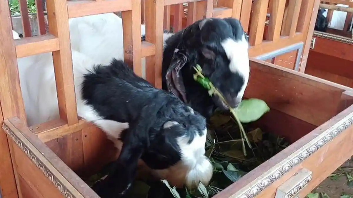 Crazy Rich Pemilik Peternakan Kaji Brewok Farm Bagikan 5.000 Kambing Secara Gratis Jelang Iduladha