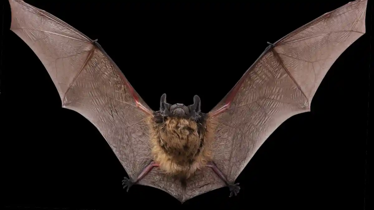 Ilmuwan Temukan Virus Corona Pada Kelelawar yang Ditangkap Tahun 2010 Silam di Kamboja