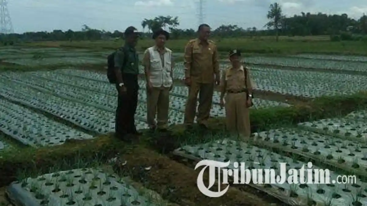 Petani Bawang Merah di Probolinggo Lakukan Inovasi, Ini Manfaatnya