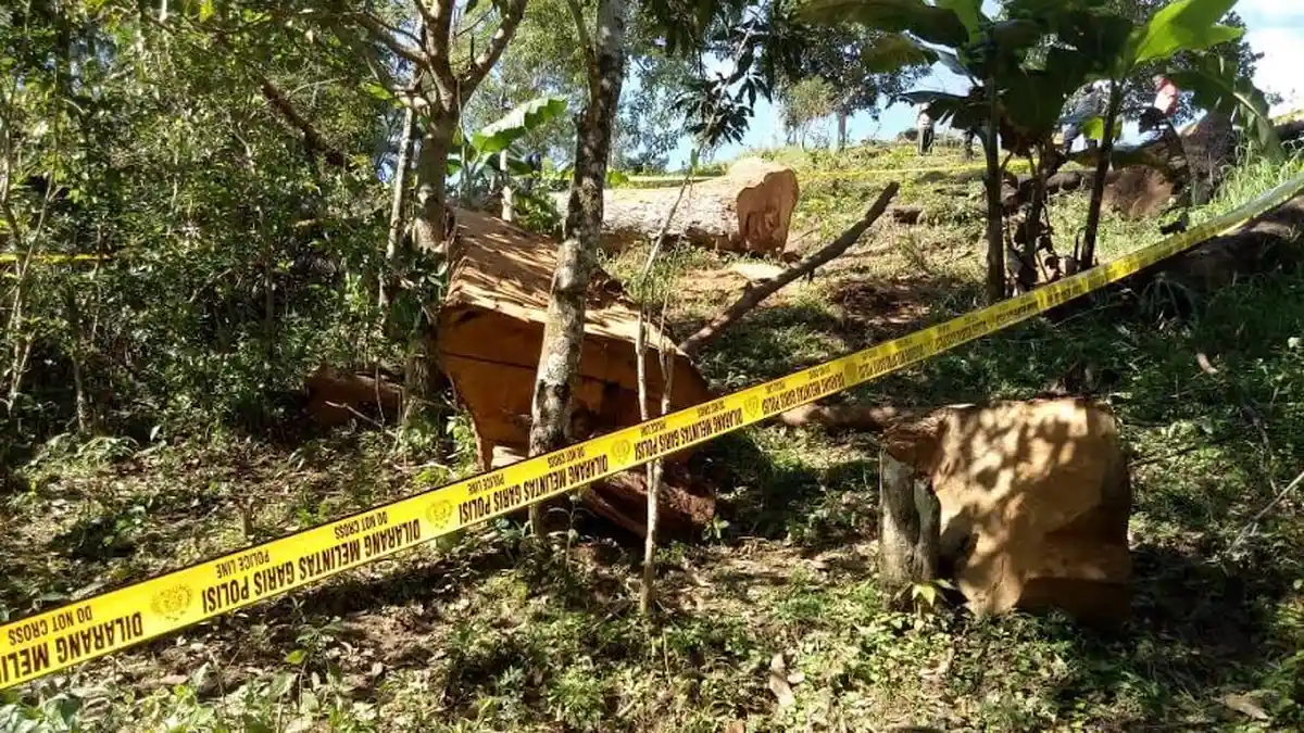 Operator Sensor yang Meninggal Tertimpa Pohon Sempat Dilarikan ke Rumah Sakit