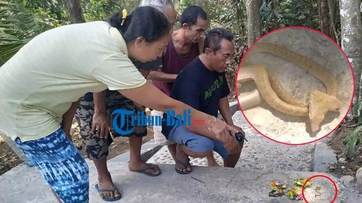 Ular Berkepala 2 Ditemukan Dekat Setra Bajang di Kukuh