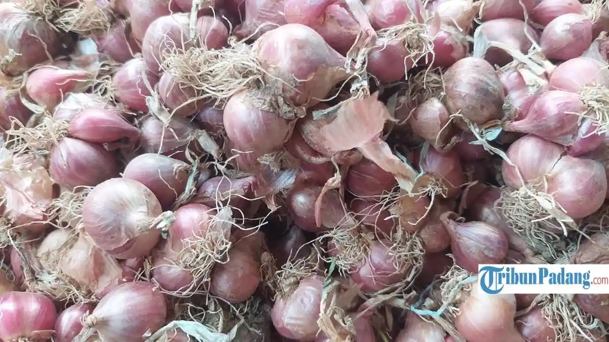 Masih Tinggi, Harga Bawang Merah di Pasar Alahan Panjang Solok Capai Rp45 Ribu per Kilogram