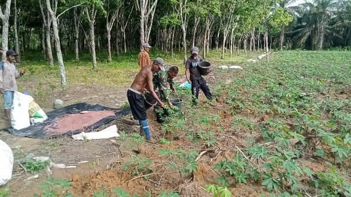 Maksimalkan Hasil Panen, TNI Dampingi Petani Mesuji Budidaya Singkong
