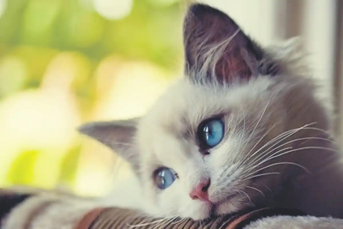 VIDEO: Mengharukan, Kucing Bernama Kunkush Mencari Keluarganya yang Terpisah saat Mengungsi