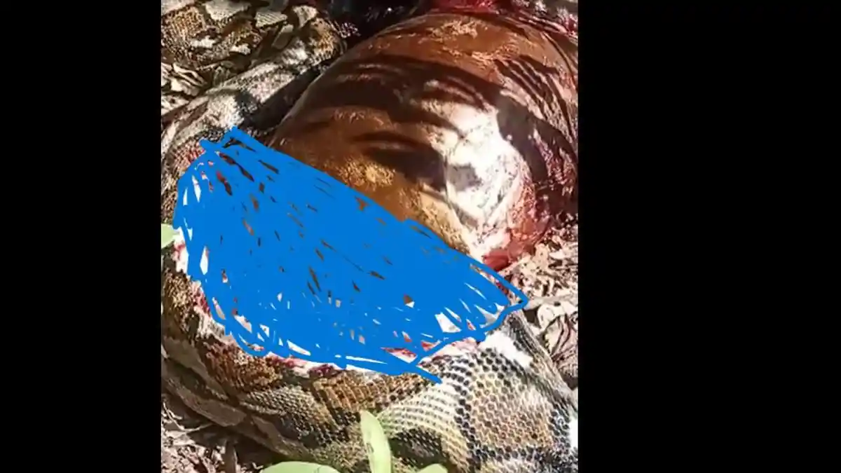 Ngeri! Viral Video Ular Piton Mati Usai Mangsa Sapi di Mamuju
