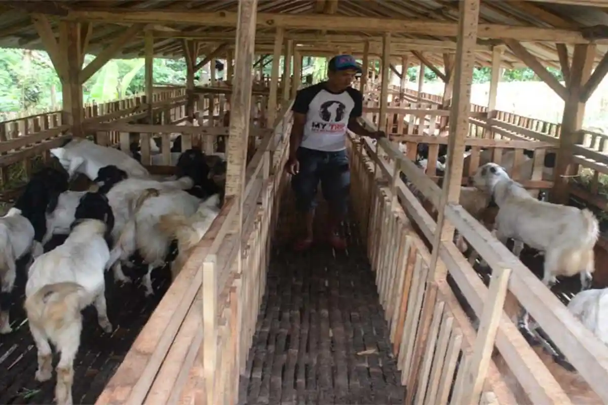 Usai Beri Hukuman Berat Para Eks Pejabat dan Jenderal, Dia Pilih Pulang Kampung dan Ternak Kambing