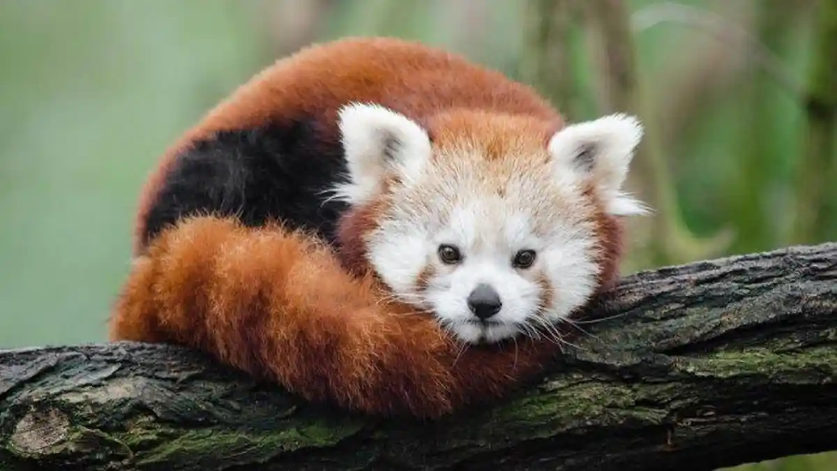 5 Fakta Unik Panda Merah, Ternyata Ditemukan Lebih Dulu dari Panda Hitam Putih