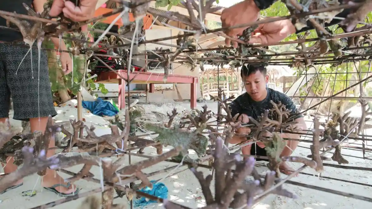 Jaga Ekosistem Bawah Laut, Tegal Mas Resort Tanam 250 Bibit Terumbu Karang