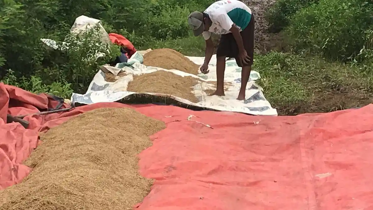 Ribuan Hektar Sawah di Jepara Pastikan Puso Gegara Banjir