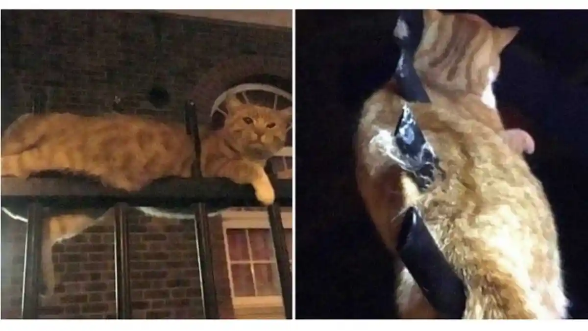 Ajaib! Perutnya Tertancap Pagar Besi hingga Tembus ke Punggung, Kucing Ini Bertahan Hidup