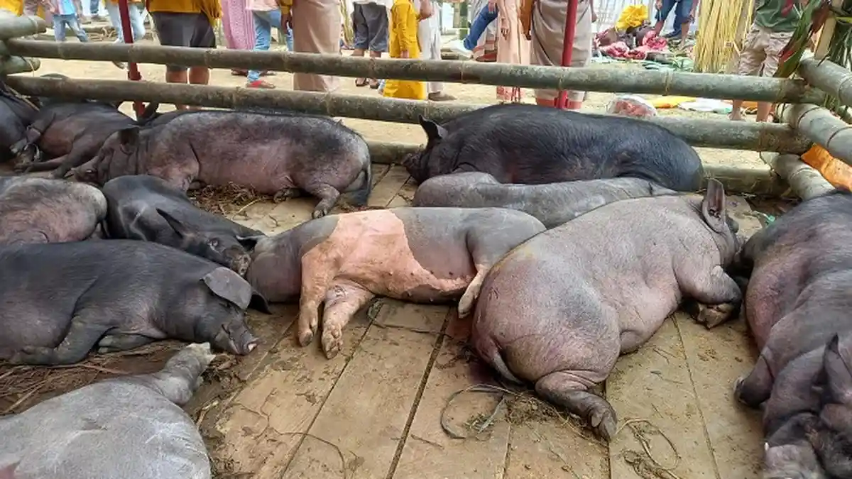 Harga Babi Ternak di Toraja Perlahan Turun, Mulai Rp 4 Juta Per Ekor
