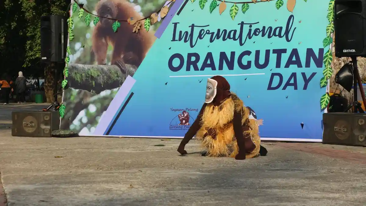 Peringati Hari Orangutan Internasional 2019, Yayasan Palung dan Para Relawan Lakukan Ragam Kegiatan