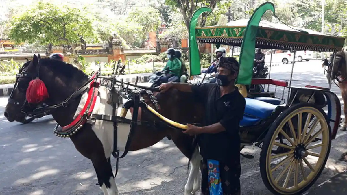 Setelah Dihentikan 6 Bulan, Program Dokar Gratis di Denpasar Kembali Beroperasi, Hari Pertama Sepi