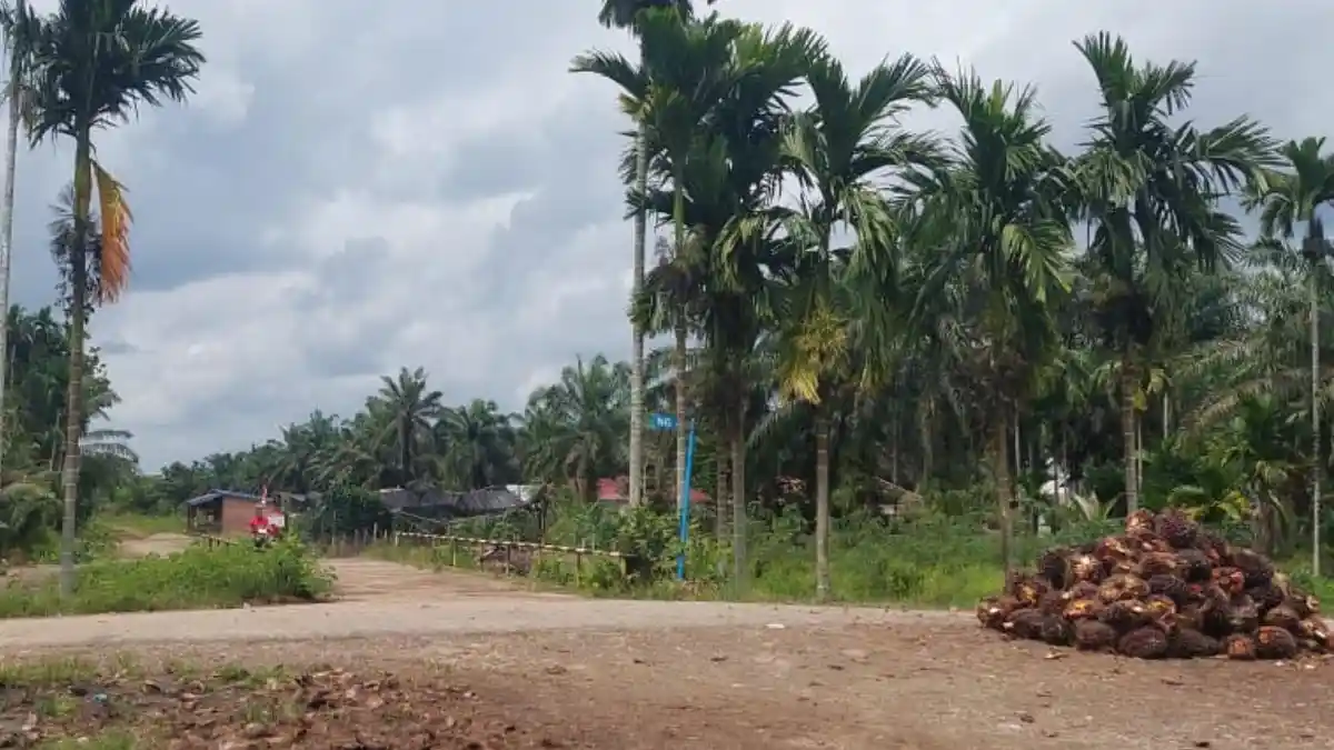 Aktivitas Petani Kini Lebih Lancar Setelah Jembatan Blok C2 Pandan Makmur Jadi