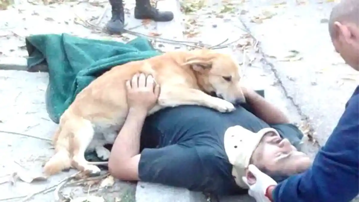 Anjing Ini Setia di Sisi Pemiliknya yang Pingsan Usai Terjatuh dari Pohon