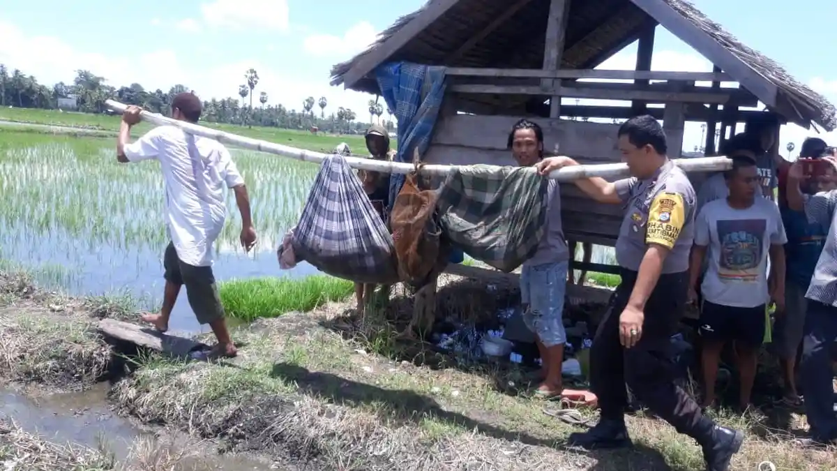 Petani di Bone Tewas Mengenaskan di Sawah, Ternyata Dibacok Dua Orang
