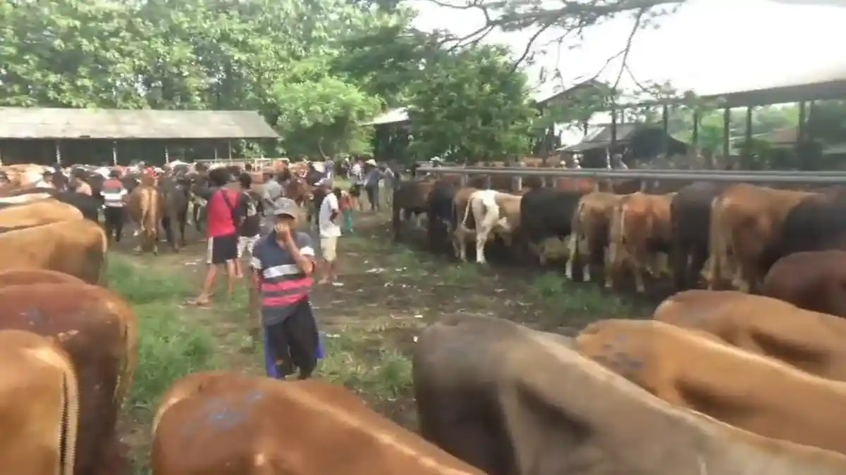 Jelang Idul Adha, Penjualan Sapi di Pasar Ingon-ingon Purwakarta Naik ...