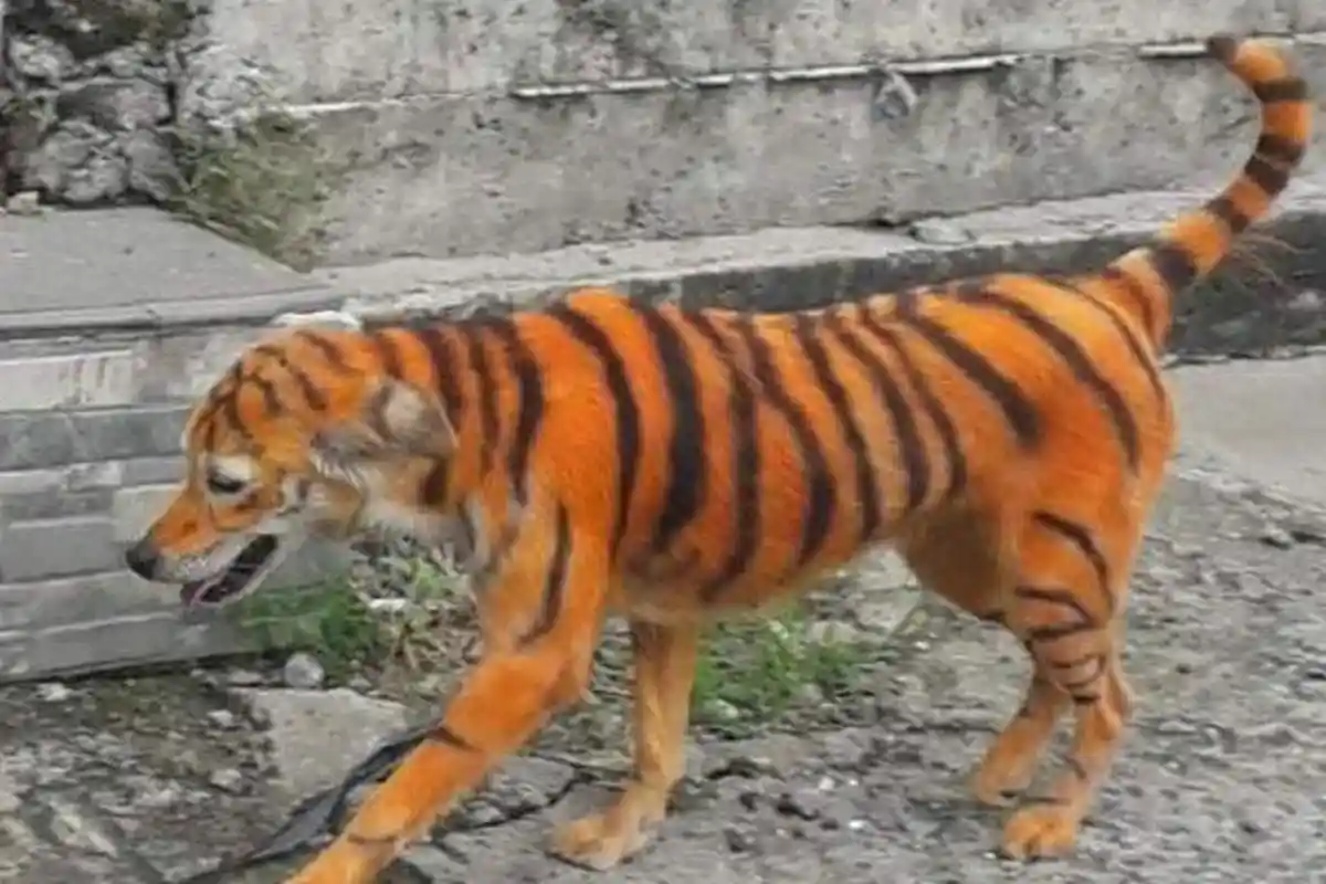 FOTO VIRAL, Dicari Anjing Berbulu Corak Macan, Bisa Dapat Hadiah Segini Jika Menemukannya