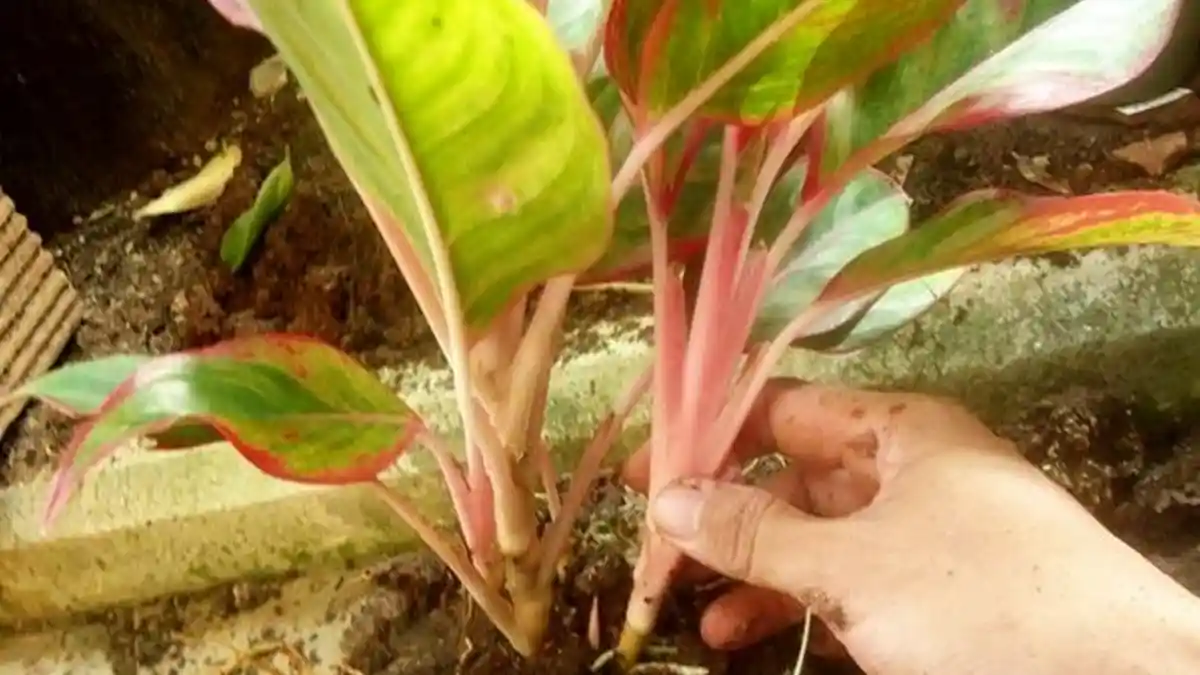 Cara Membuat Pupuk Alami dari Bahan Limbah Dapur untuk Tanaman Aglonema