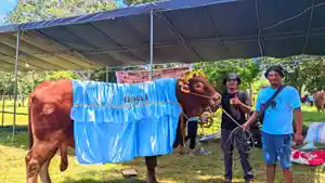 KONTES-HEWAN-Sapi-milik-Yakob-Adam-juara-satu-lomba-kontes-hewan.jpg