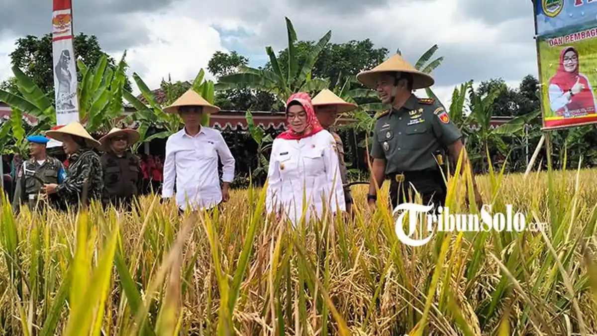 Stok Beras Sukoharjo saat Ramadan Aman, 9.346 Hektare Sawah Panen Bulan Ini  