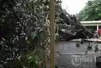 pohon-tumbang_20161214_225734.jpg<pf>pohon-tumbang2_20161214_225746.jpg<pf>tumbang3_20161214_225839.jpg