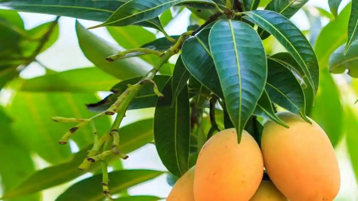 Nggak Banyak yang Tahu! Daun Mangga Punya 10 Manfaat Buat Kesehatan Lho, Apa Aja Ya?