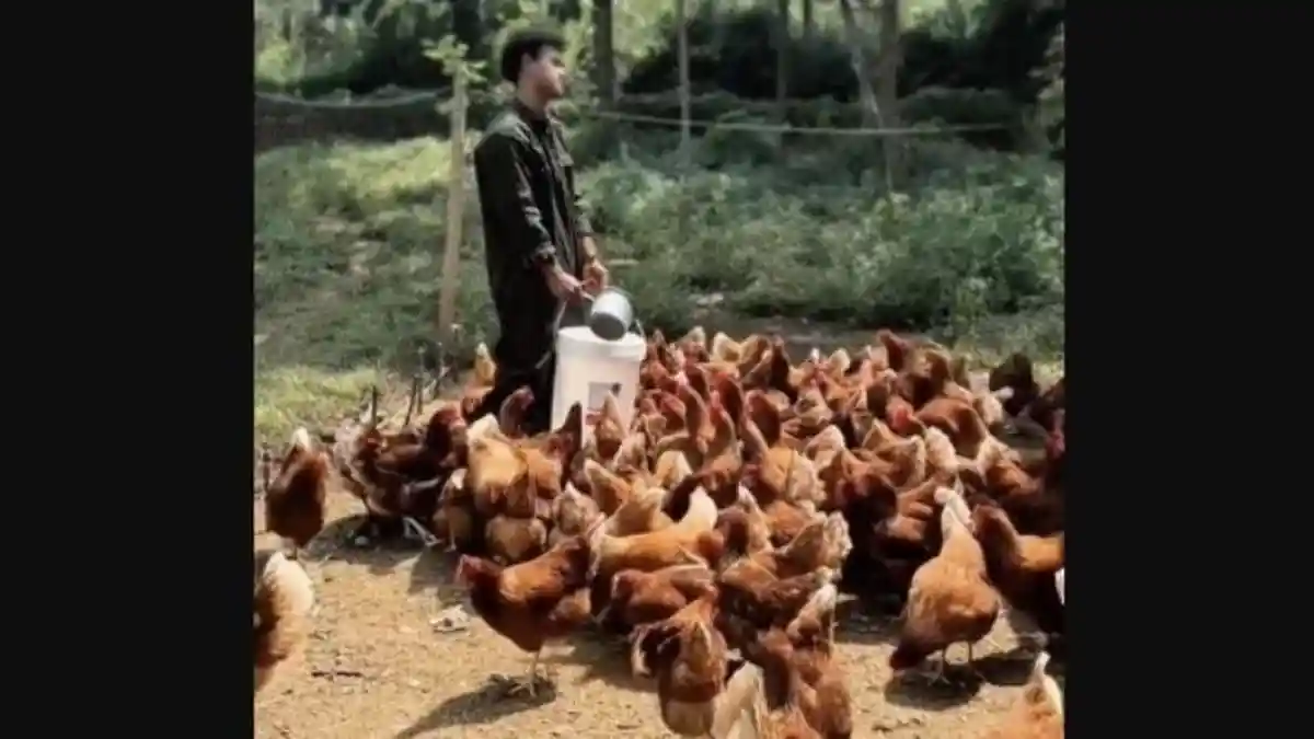 Peternak Animal Welfare di Dau Kabupaten Malang Tidak Terpengaruh Harga Telur Pasar