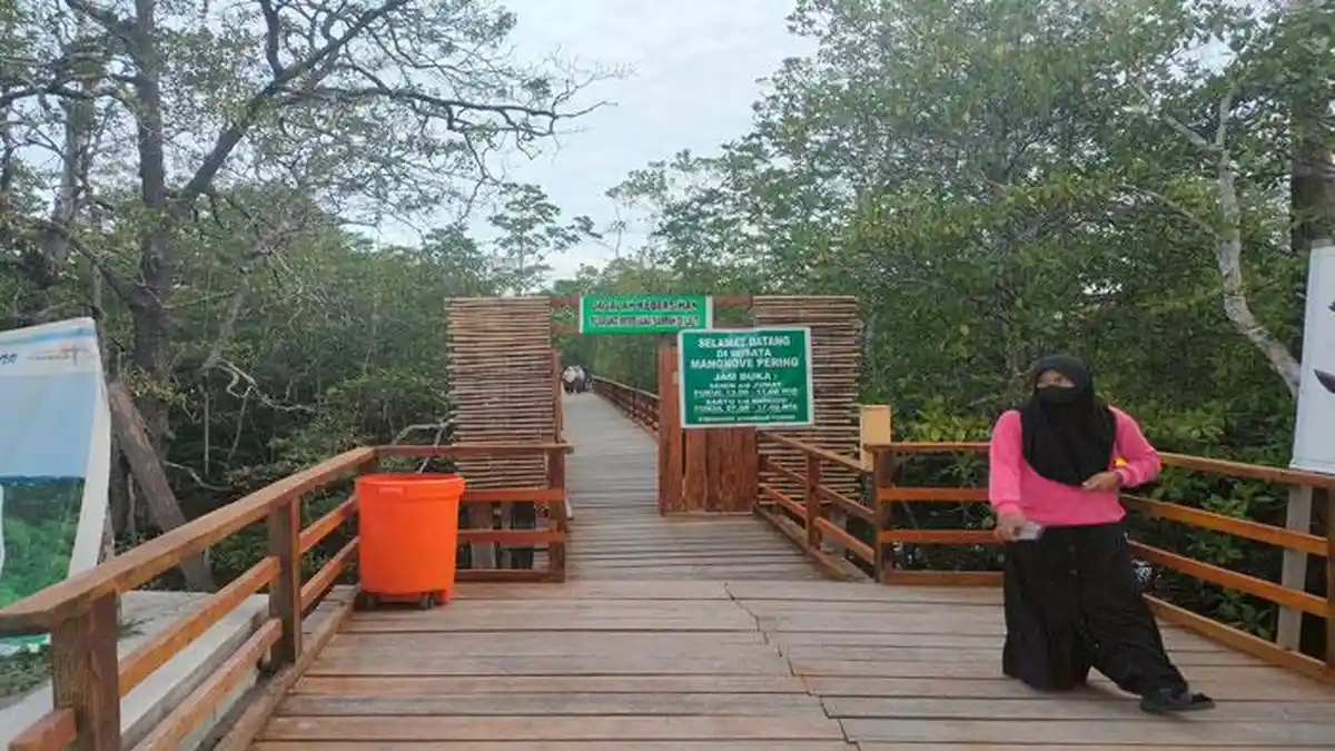 Wisata Natuna, Menikmati Indahnya Wisata Hutan Mangrove Pering, Bisa Lihat Sunset