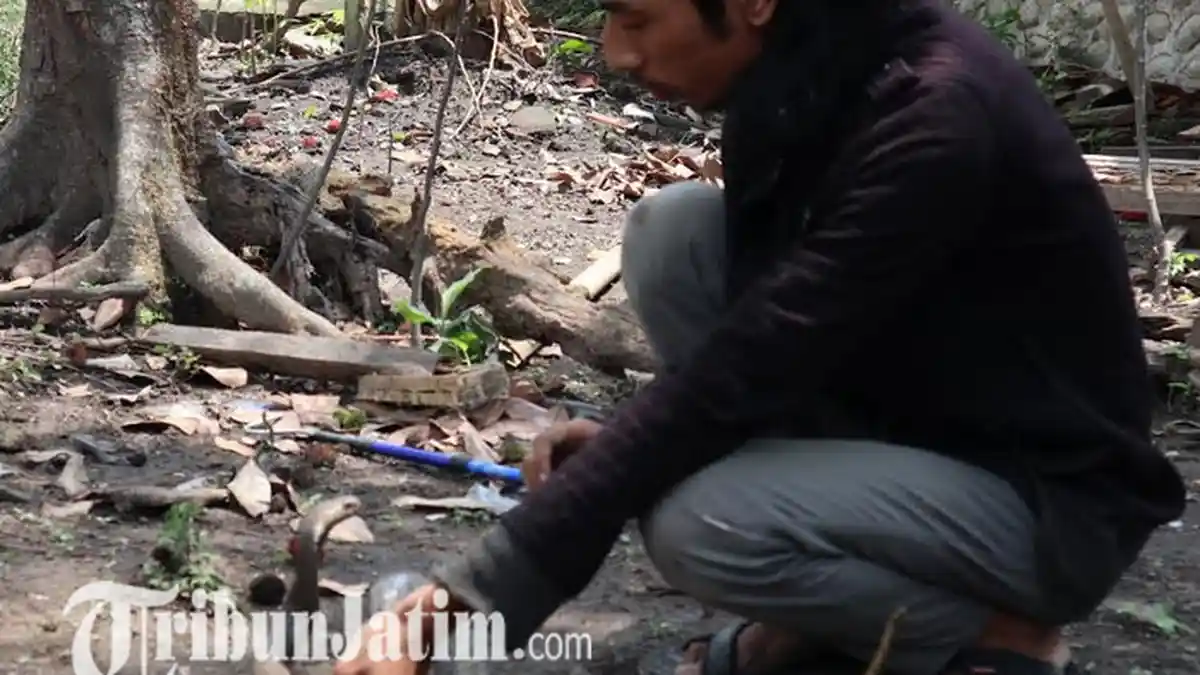 Pakar UB Ungkap Alasan Ular Kobra Banyak Berkeliaran di Rumah Warga