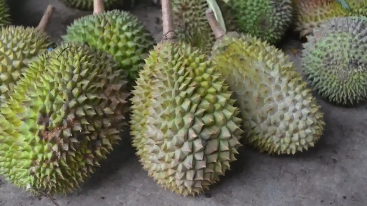 Aroma Buah Durian Bawa Berkah bagi Warga Halmahera Barat