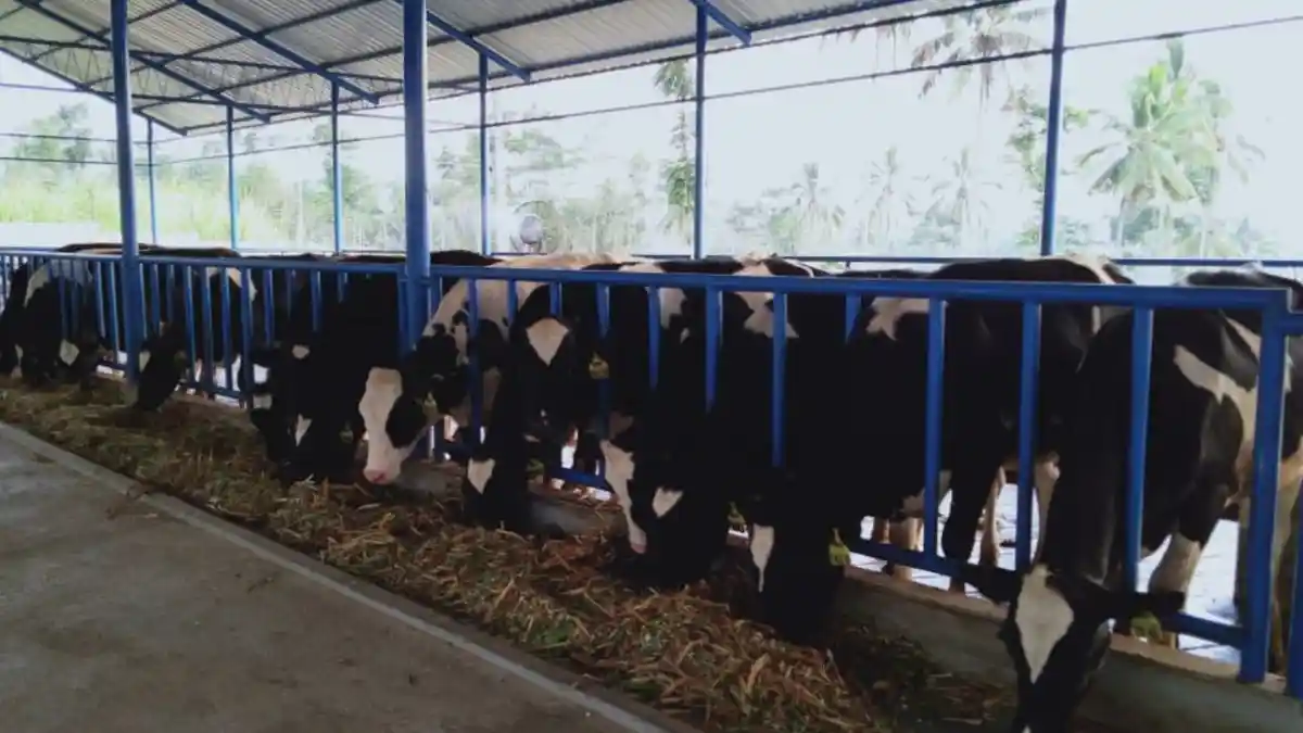 KAN Jabung Buat Farm Sendiri Topang Bisnis Susu