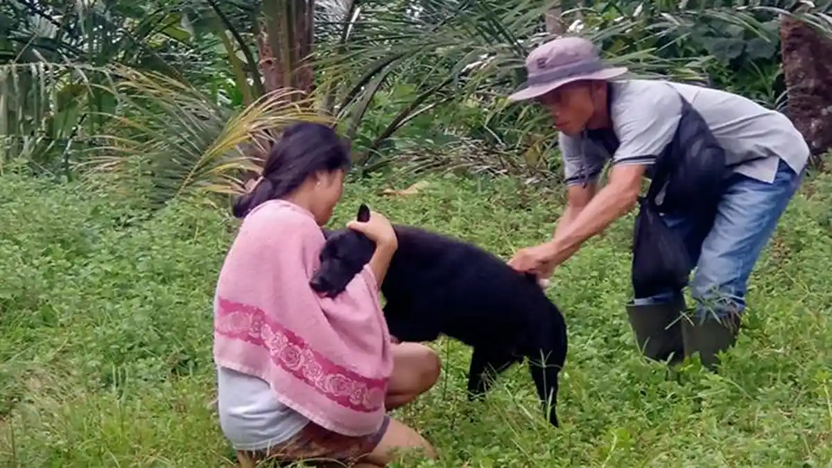 Kasus GHPR di Pontianak, Erna : Hasil Penyelidikan Epidemologi Anjing Penggigit Tak Terpapar Rabies