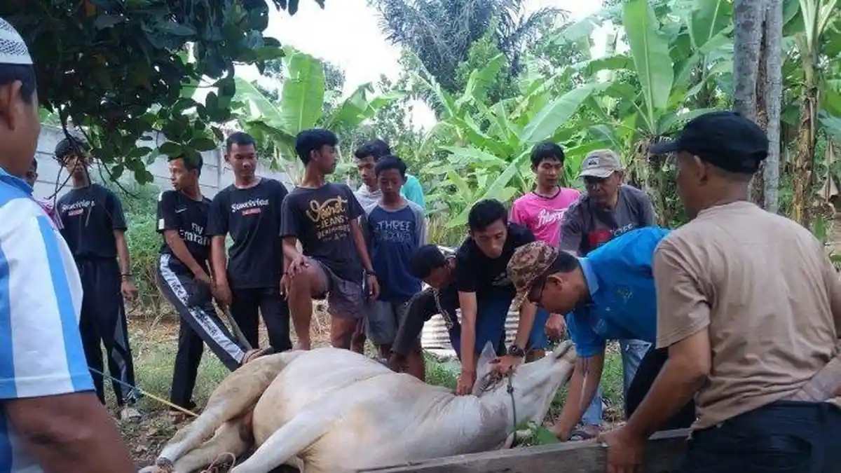 Bacaan Doa saat Menyembelih Hewan Kurban Dilengkapi Panduan Menyembelih Hewan Kurban