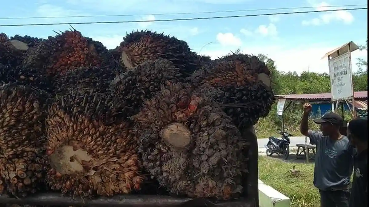 Berkah Jelang Ramadhan, Harga TBS Sawit di Aceh Singkil Melejit, Tingkat Petani Tembus Rp 2.200/Kg